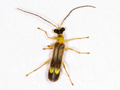 Malthinus flaveolus